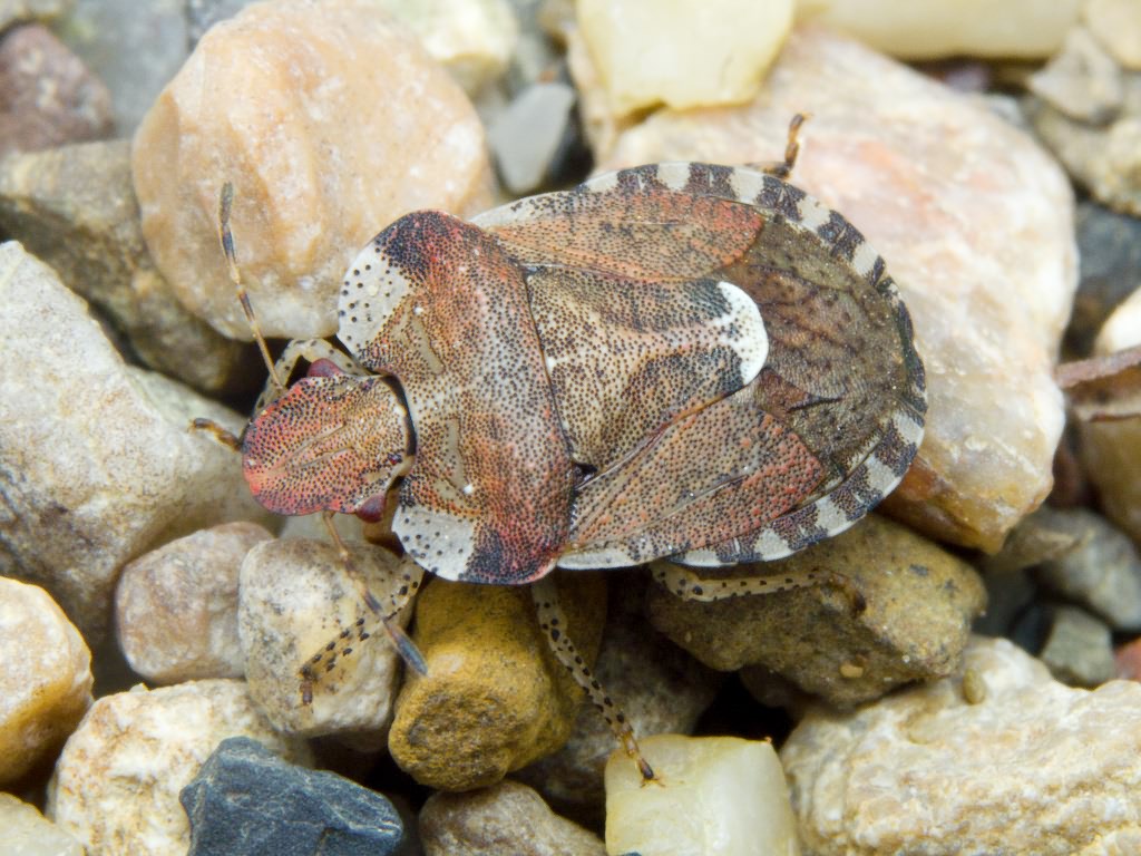 Dyroderes umbraculatus (Fabricius, 1775)
